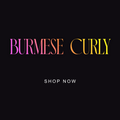Burmese Curly Bundles
